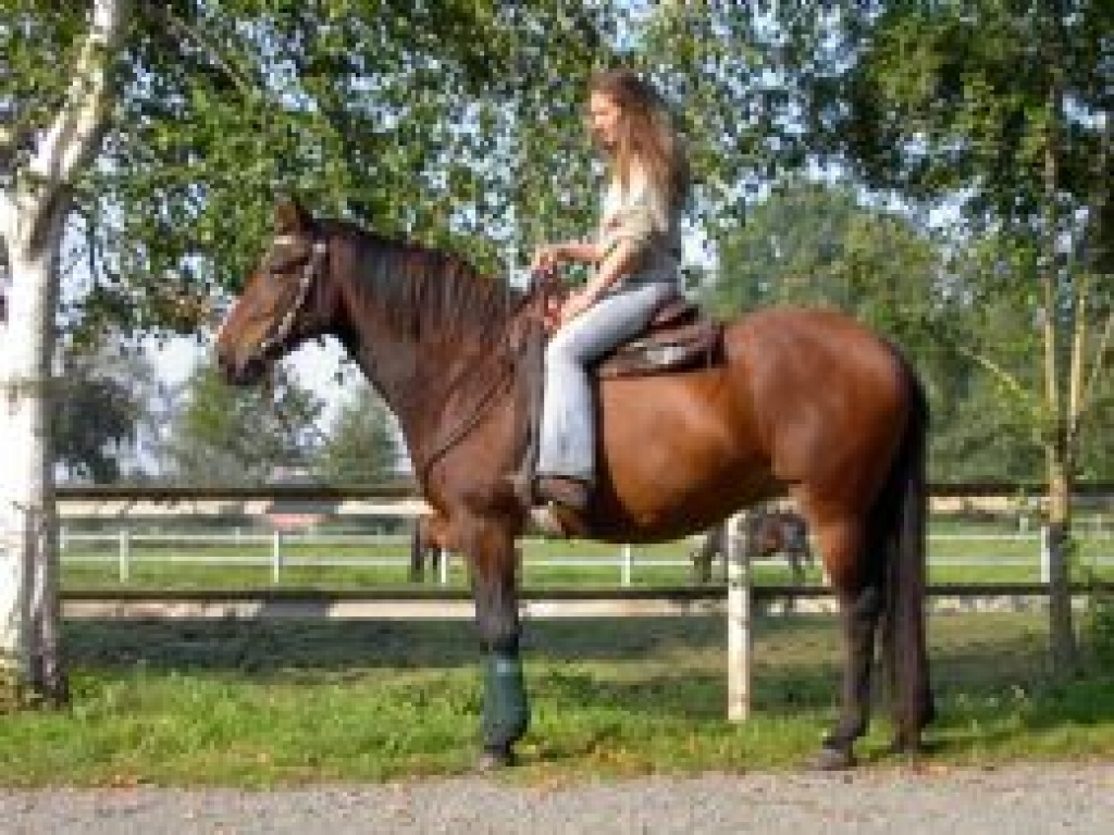 Reitbeteiligung auf netter Westerngerittener stute - Pferde - Elsfleth