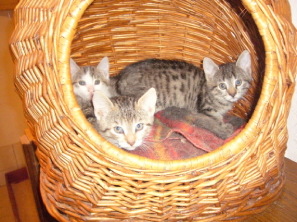 Süße Katzenbabies - Katzen - Mossautal