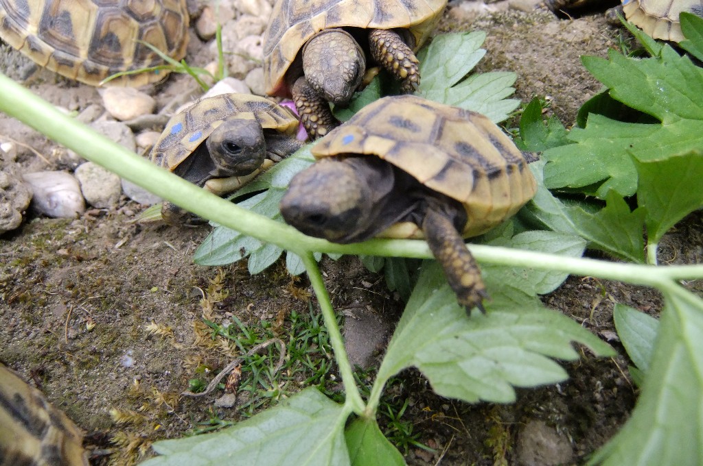 Landschildkröten - Reptilien - Wuppertal