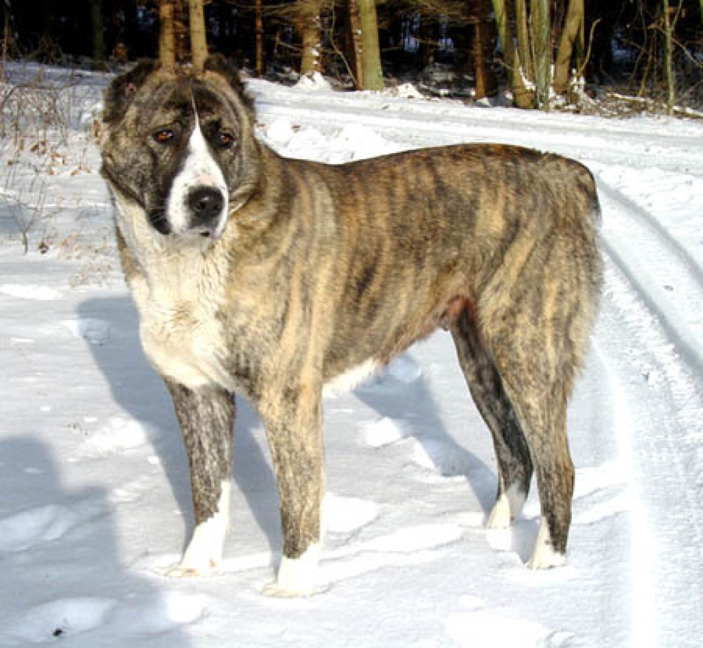 Mittelasiatischer Schäferhund – Welpen mit FCI Pedigree - Hunde - Beroun