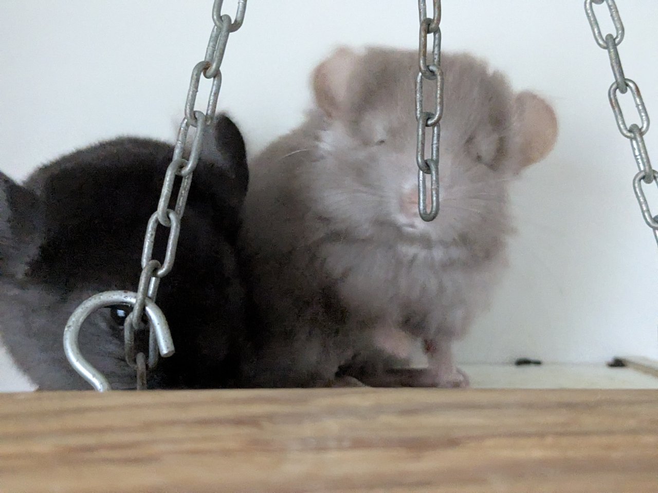 Chinchilla Babys (Angora / Angoraträger) suchen ein Zuhause - Nagetiere - Saarland