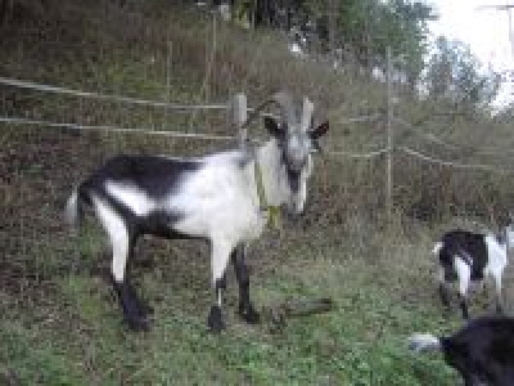 Pfauenziegenbock zu verkaufen - Nutztiere - Sulzburg