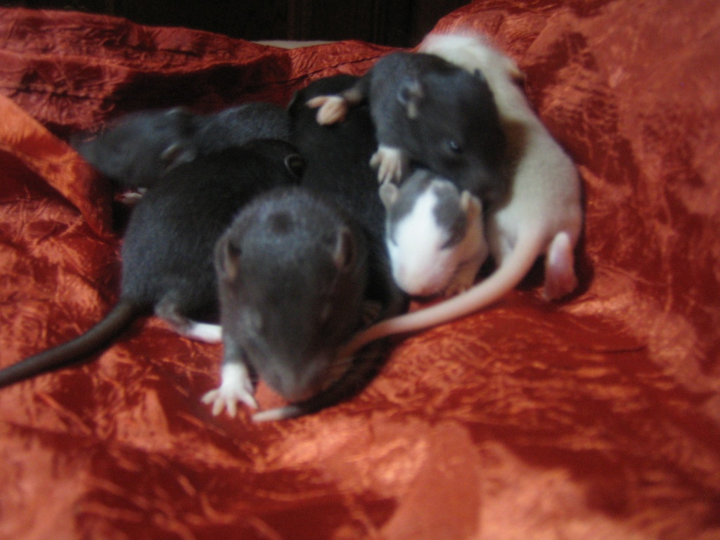 Rattenbabys Farb und Siamrattis,super süß suchen ein neues Zuhause - Nagetiere - Kempten Allgäu