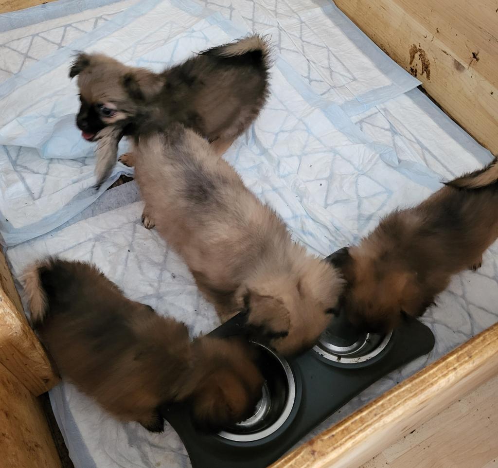 Süsse welpen - Hunde - Leiblfing