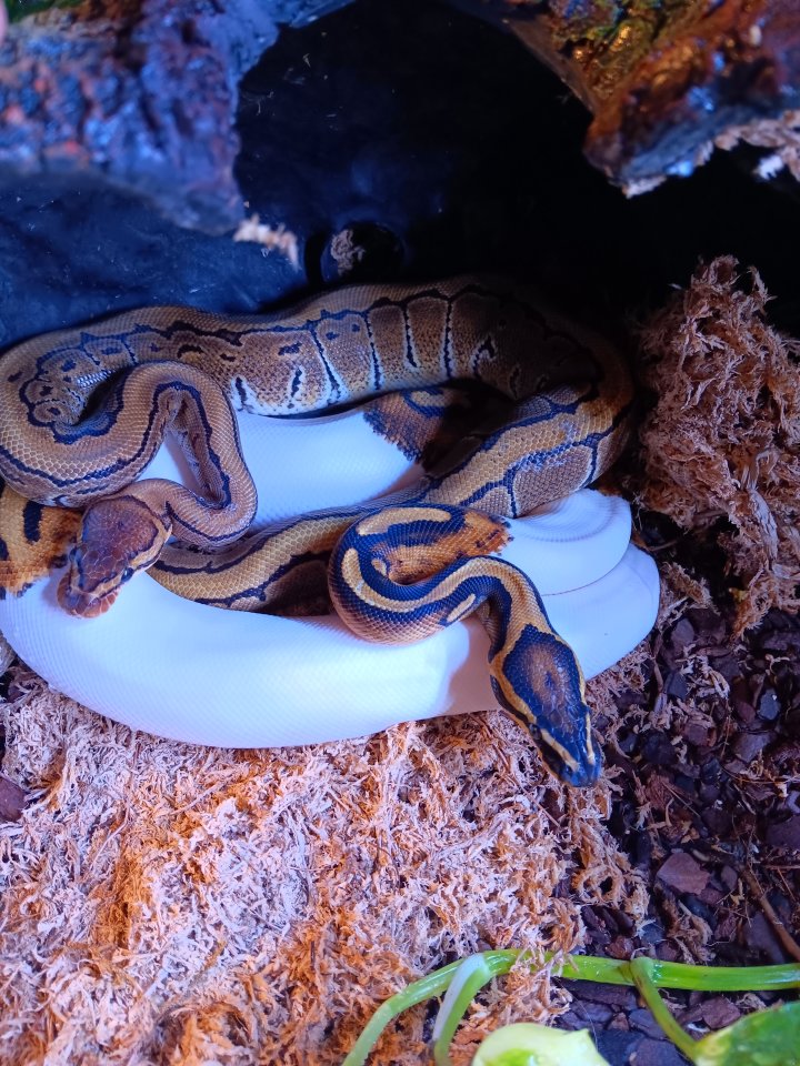 2x Königspython (Piebald und Pinstripe) - Reptilien - Rötha