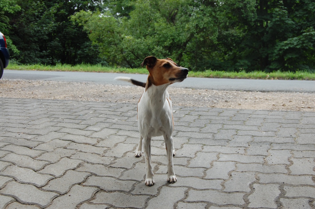 Hundesitter im raum siegen gesucht - Hunde - Kreuztal