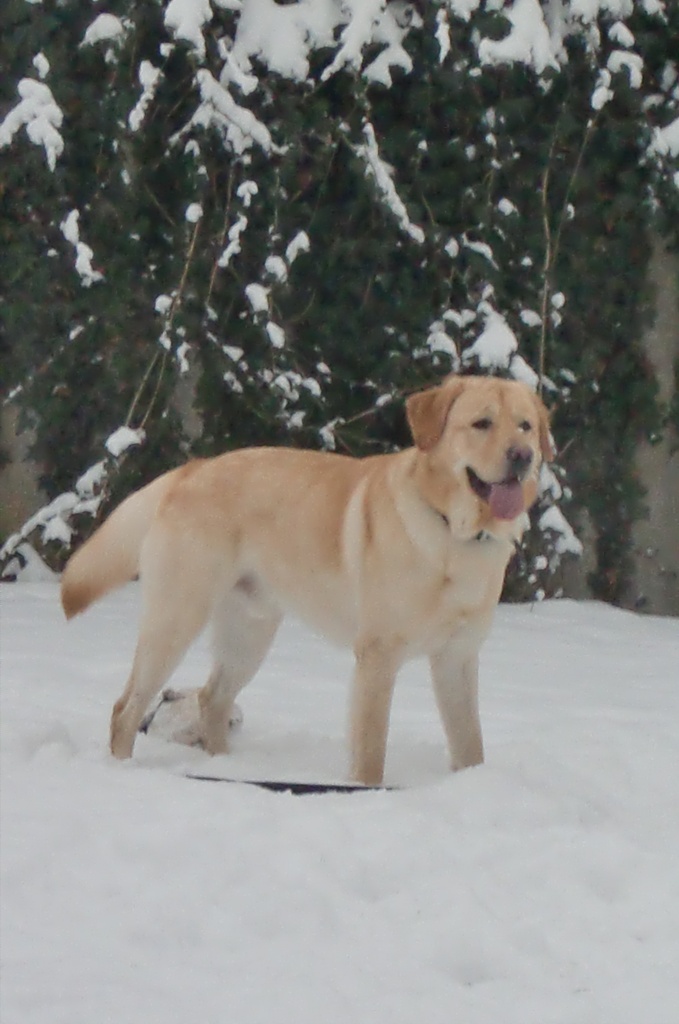 Lieber u hübscher Labrador Rüde - Hunde - Gronau
