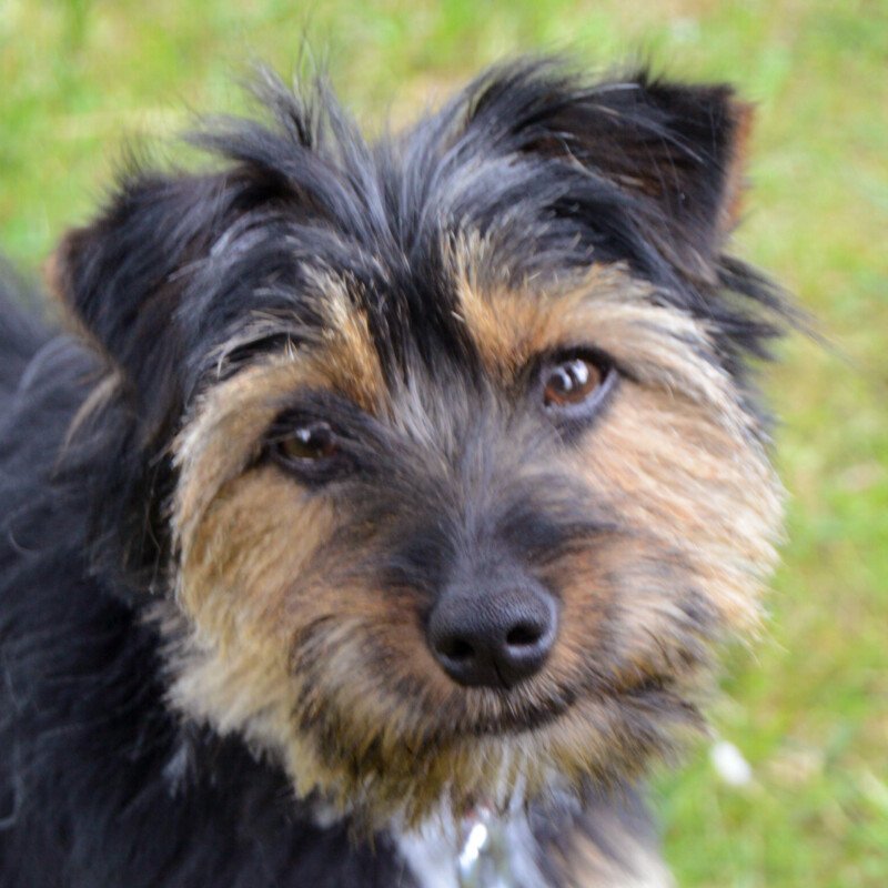 ELZA - weiblich  1 Jahr  25 cm  4 kg  Yorki-Mix  Gechipt  Kastriert - Hunde - Lauf an der Pegnitz