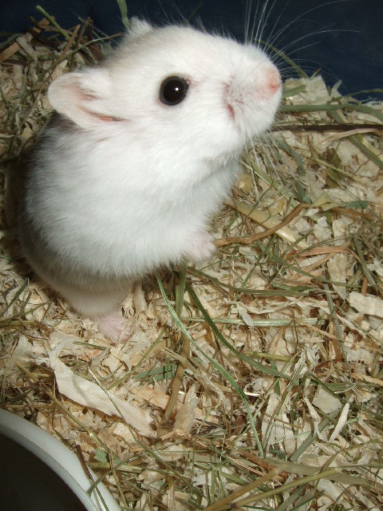 Hamster ! Dsungarischer Zwerghamster - Nagetiere - 67346