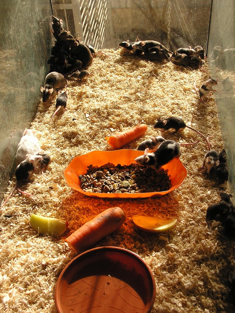 Farbratten und Mäuse als Futtertiere - Reptilien - Aalen