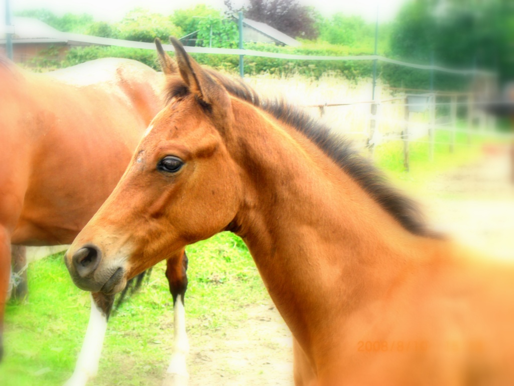 Bildhübscher Trakehnerhengst - Pferde - Düsseldorf