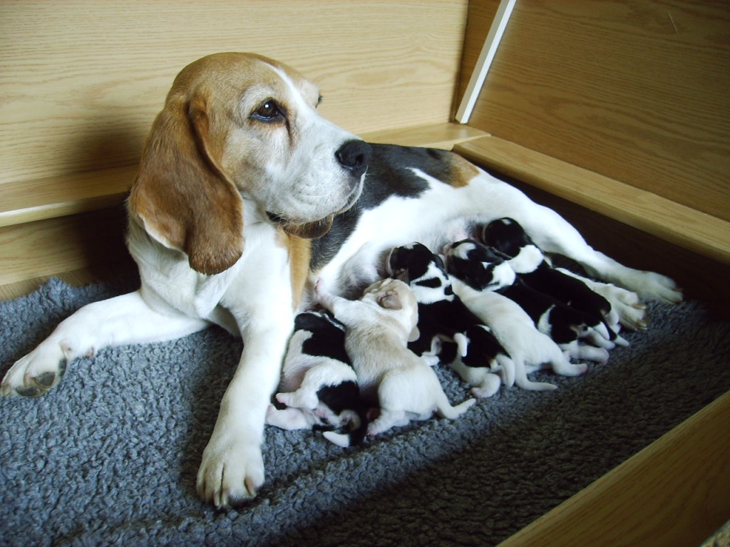 7 hübsche u. typvolle Beaglewelpen - Hunde - Bochum