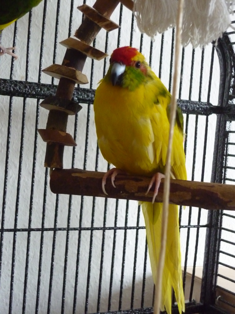 Suche neues Zuhause für mein Ziegensittichpärchen - Voegel - Gütersloh