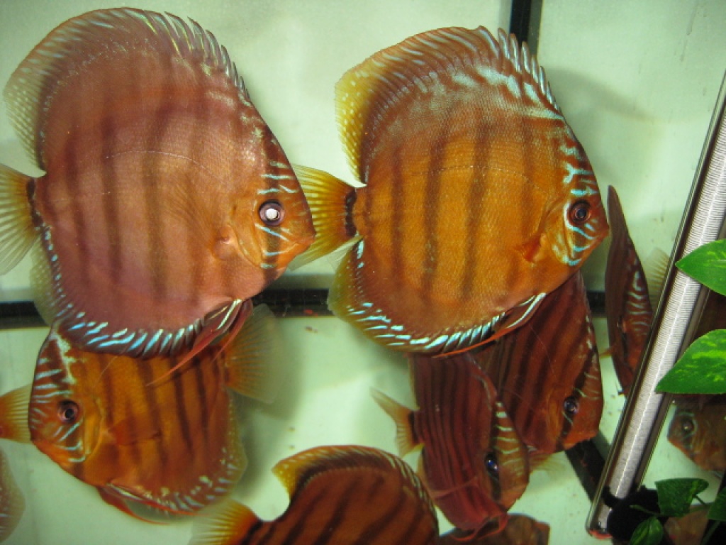 Diskus Alenquer 11 tiere 1 jahr alt - Fische - Brunsbek