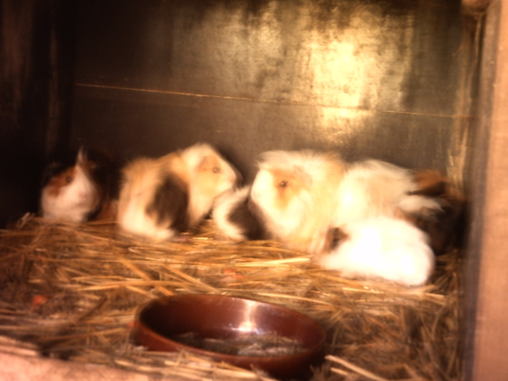 Meerschweinchen günstig abzugeben - Nagetiere - Schleswig