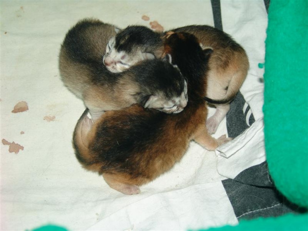 3 Abessinier-Varianten - Katzen - Zundert