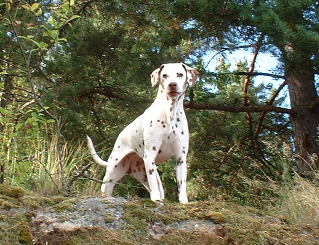 Hundesitter gesucht. - Hunde - Friedberg Hessen