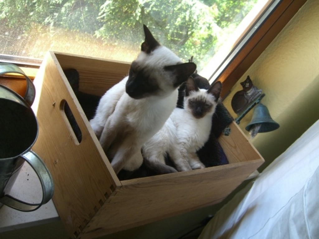 Suche Deckkater - Katzen - Bochum