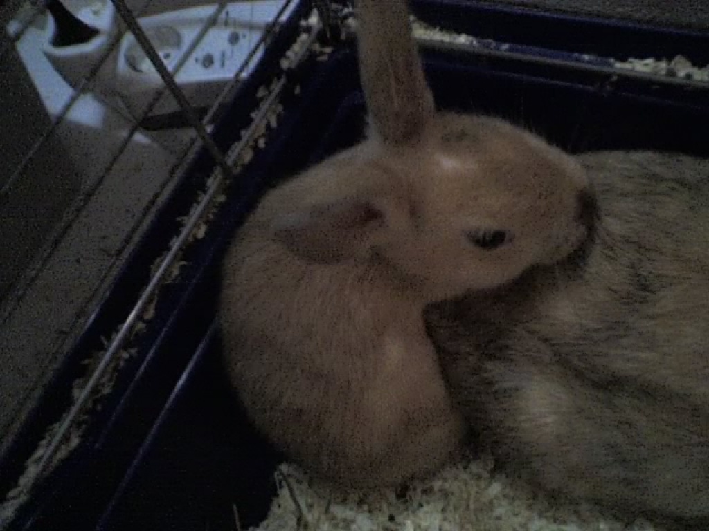 Zwergkaninchen Mädel - Nagetiere - Mannheim