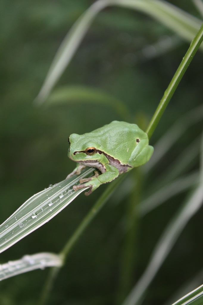 Europäische Laubfrösche Hyla arborea abzugeben - Amphibien - Berlin