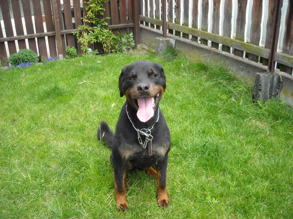 Hovawart Mix - Hunde - Schulstr 70
