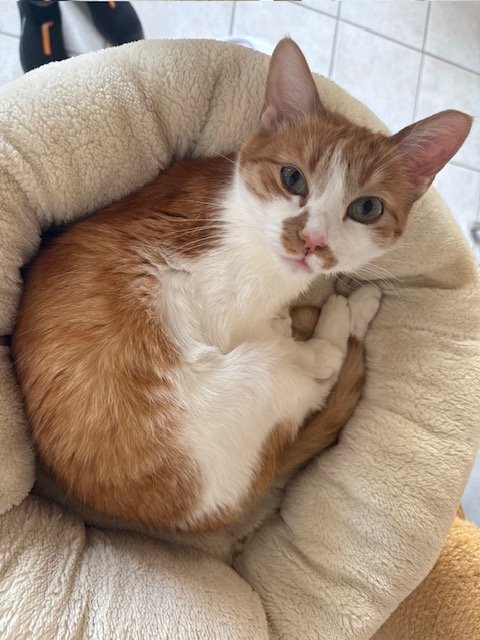 Maja wünscht sich ein liebevolles Zuhause - Katzen - Feldkirchen
