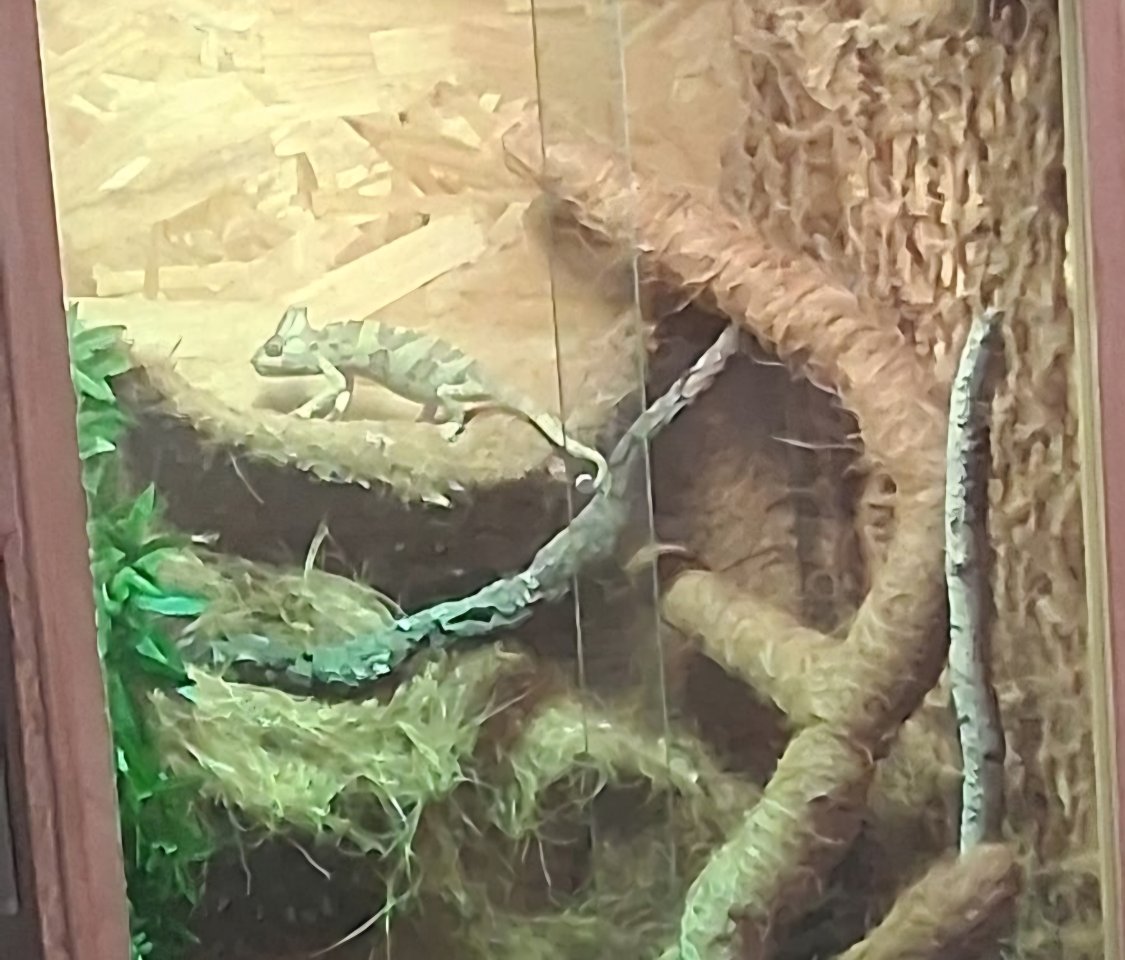 JEMENCHAMÄLEON MIT HERKUNFTSNACHWEIS - Reptilien - Essen