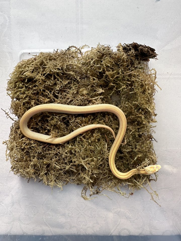Kornnatter 1,0 Butter Tessera Motley Striped - Reptilien - Großengottern