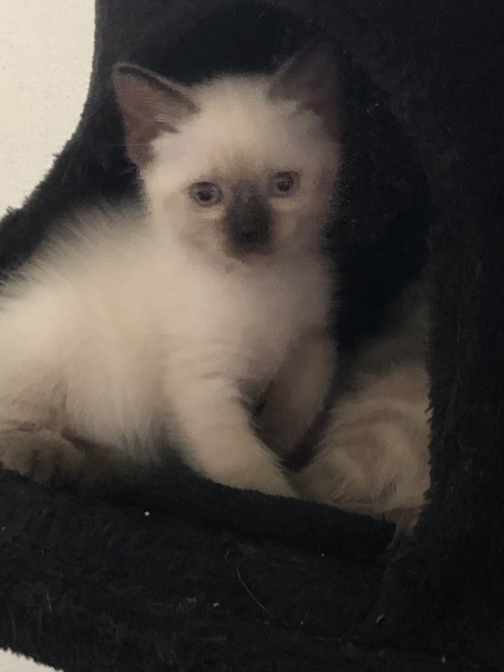 Siam Kitten Baby - zu verkaufen - Katzen - Plattling 