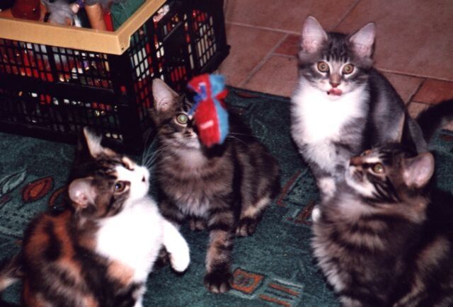 Katzen abzugeben - Haustiere - 