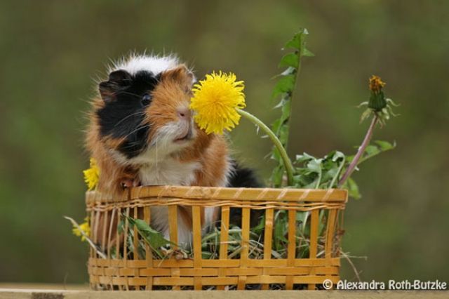 Biete Meerschweinchen einen super Platz :) - Meerschweinchen - wald