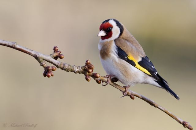 47+ Vogel Kaufen Berlin, Finde und kaufe vögel aus einer großen