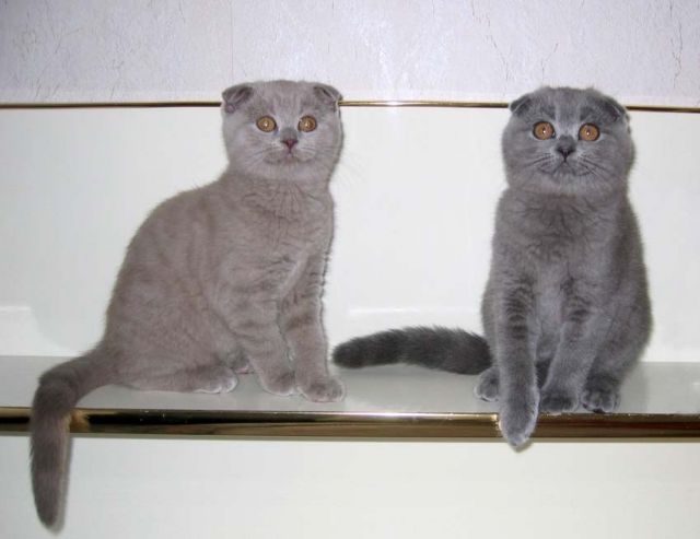 2 Scottisch Fold Kitten supersüss - Katzen - Kempten
