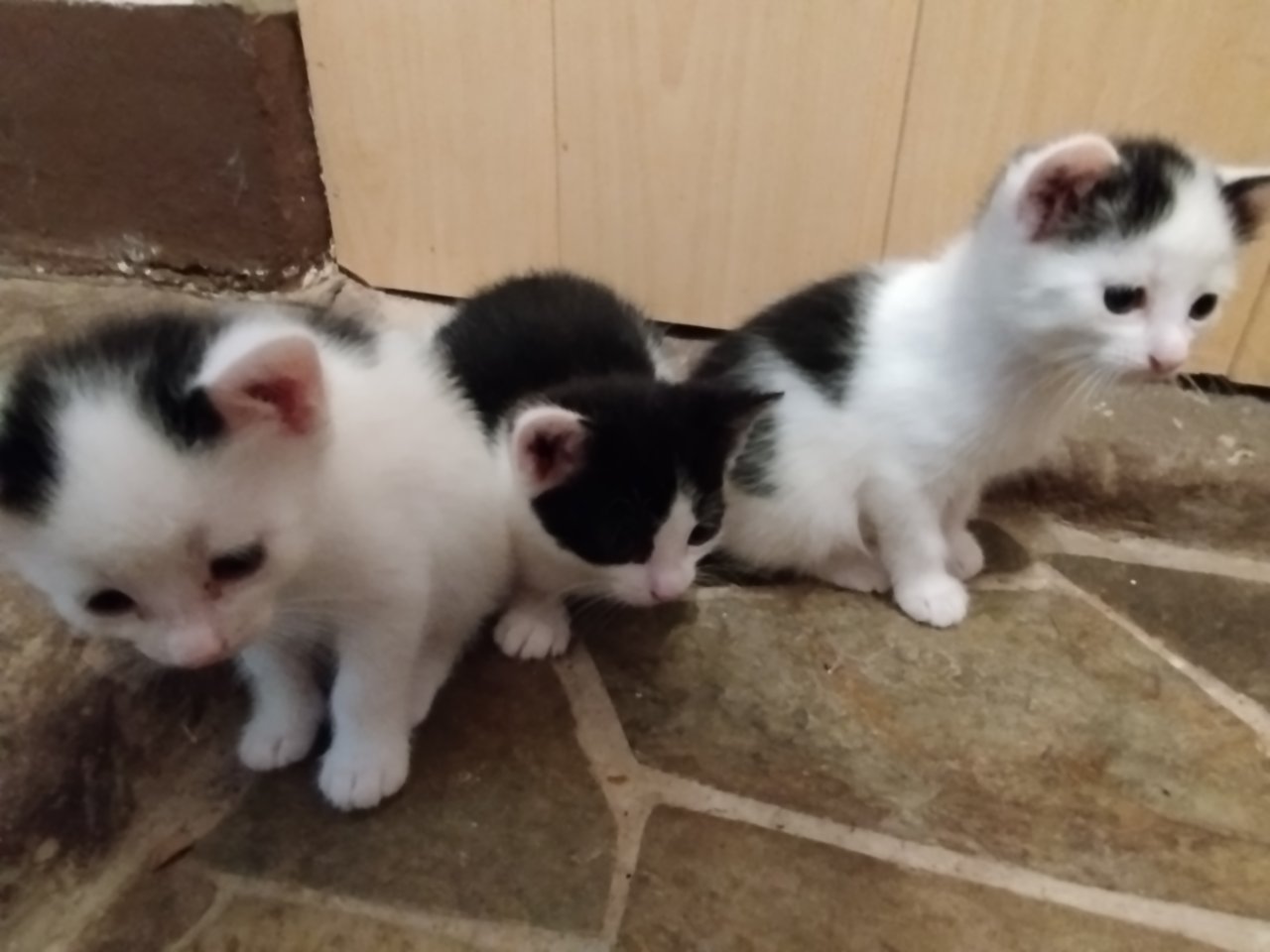 Katzenbabys schwarz-weiß zur baldigen Abgabe - Katzen - Stadtroda