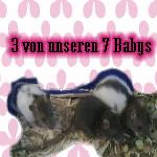 7 Süße Rattenbabys zu verkaufen - Ratten - Düsseldorf