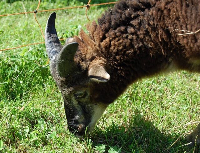 Soay Schafbocklämmer abzugeben! - Nutztiere - Bitterfeld-Wolfen