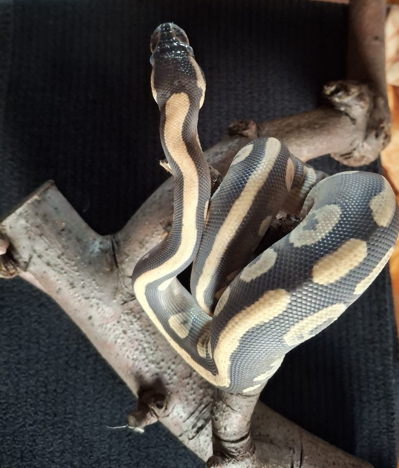 Biete Junge Königspython an - Reptilien - Datteln