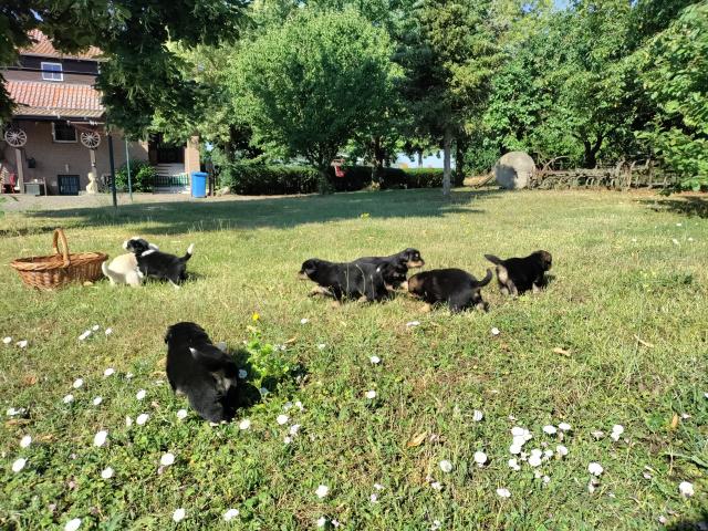 Border Collie - Labrador Welpen Mischlinge - Hunde - Fehrbellin