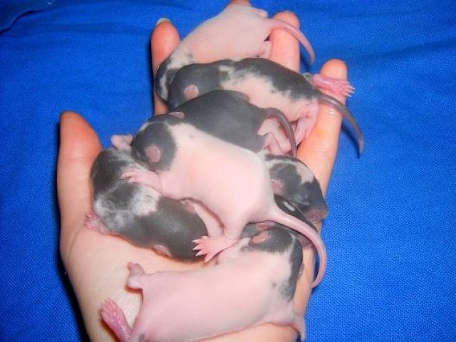 Rattenbabys suchen ein Zuhause - Ratten - 