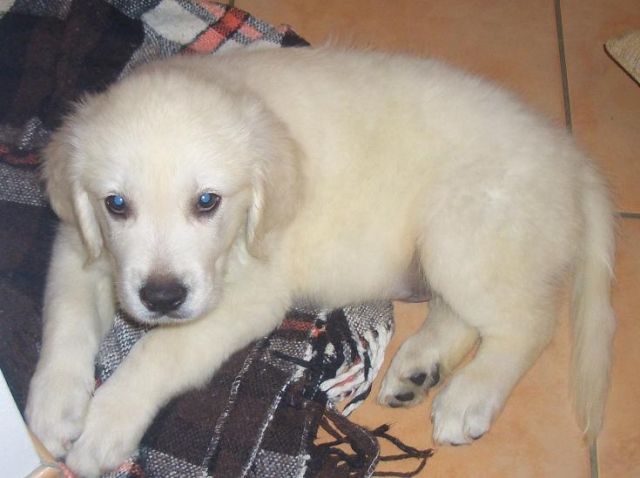 GOLDEN RETRIEVER WELPEN- Rüde 11 Wochen - 4wyrvfQalRfT