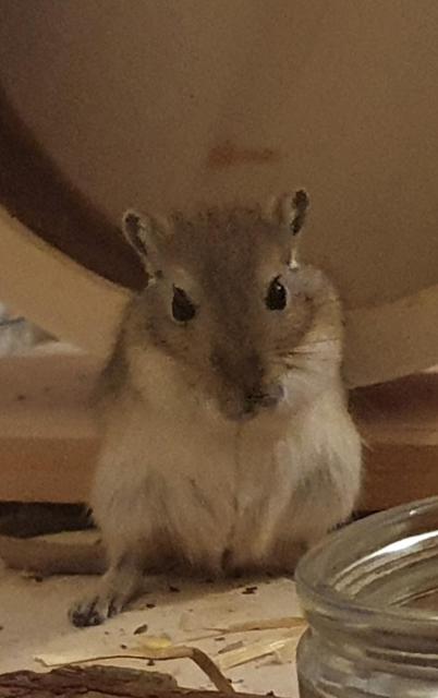 Mongolische Rennmaus - Maeuse - Duisburg