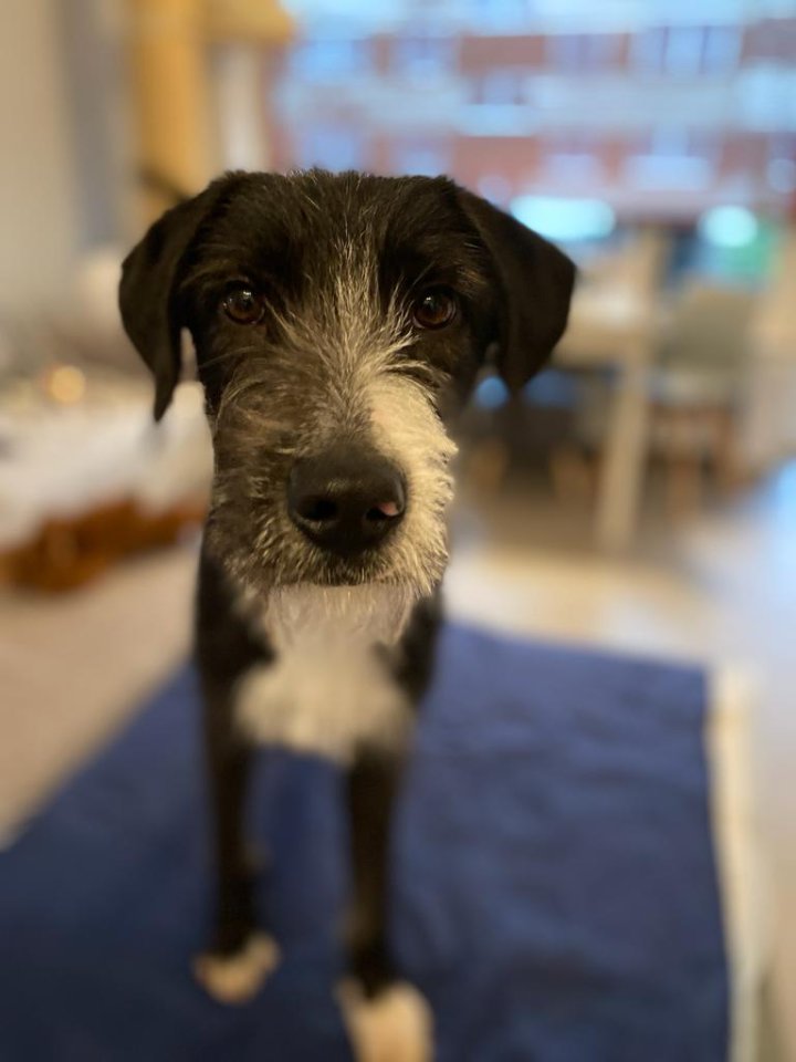 Schnauzer Mix Merlin - Hunde - Moers