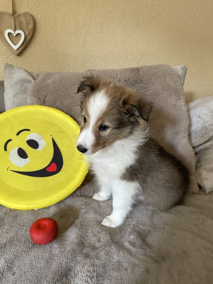 Süße Sheltie Welpen suchen einen Platz zum kuscheln - Hunde - Solingen