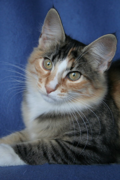 Norwegische Waldkatzen Kitten  PLZ 217xx - Katzen - Dollern