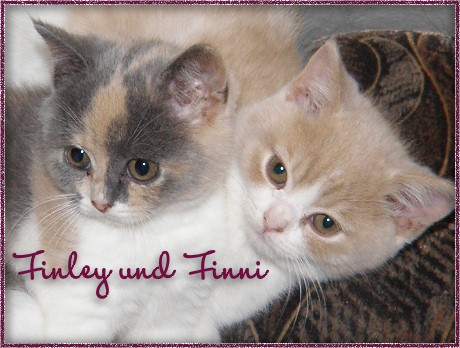 Unser kunterbunter BKH / Highlanderwurf - Katzen - Ringenhain