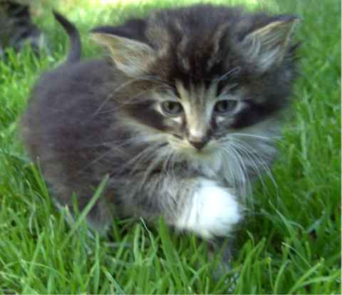 Norwegische Waldkatzenbabys - Katzen - Essen