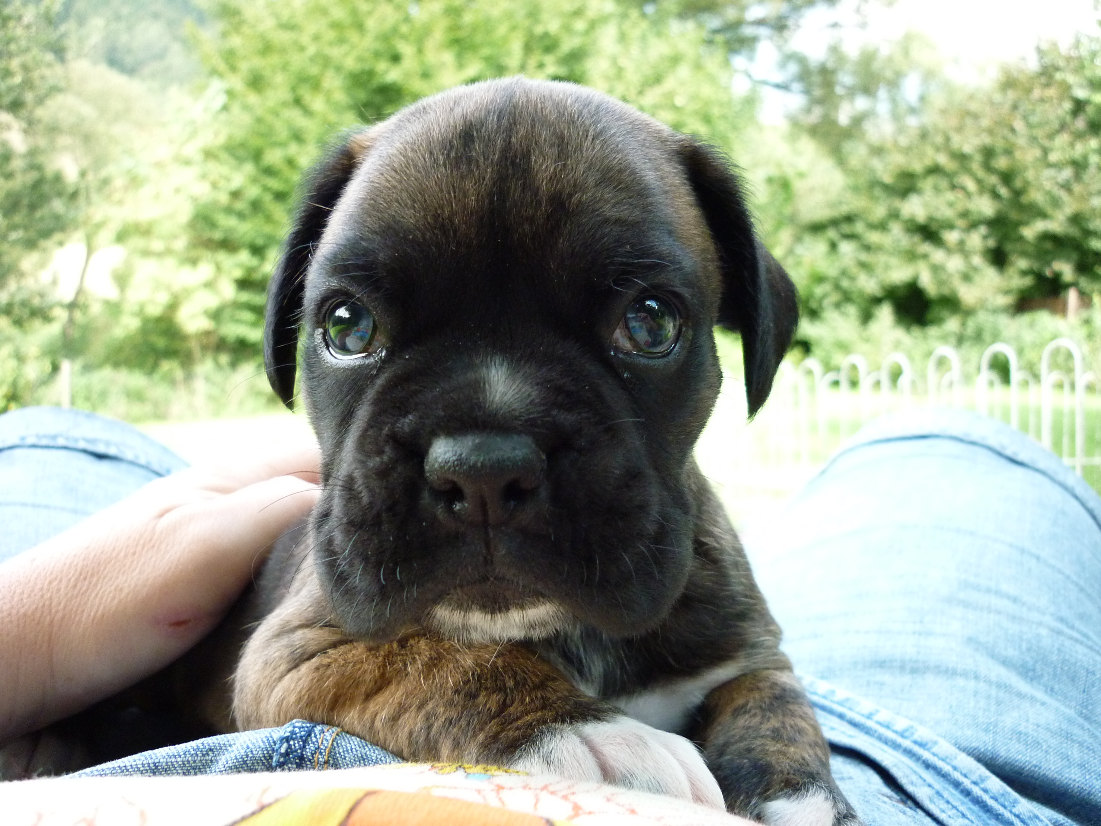 Boxerwelpen - Hunde - Uslar