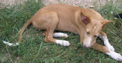 Podimix-Rüde - Hunde - Hagen