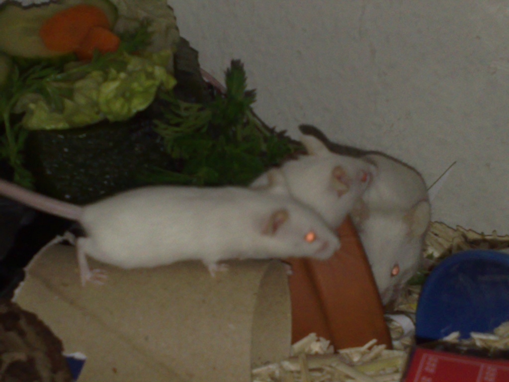 Futtermäuse-ernährt m.Körner,Gräser,Fris ... - Mäuse - Futtertiere Allgemein - Berlin