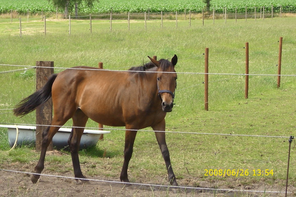 Pferdeboxen in gemütlicher Stallgemeinschaft frei - Pferde - Grasberg